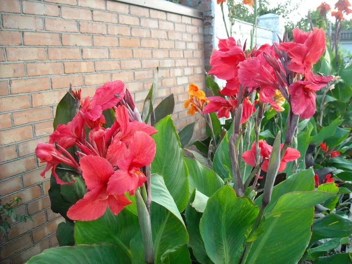 Канны