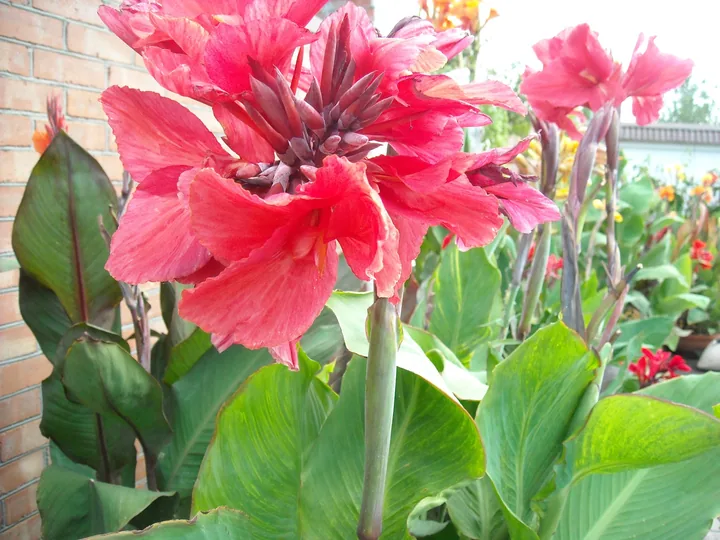 Канна
