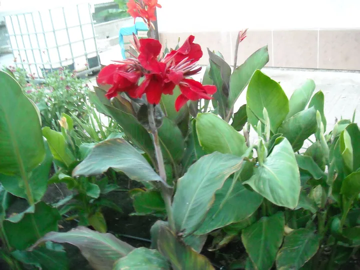 Канна