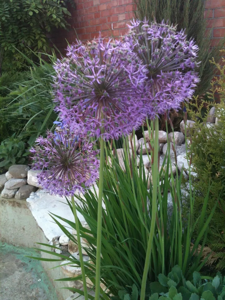 Лук