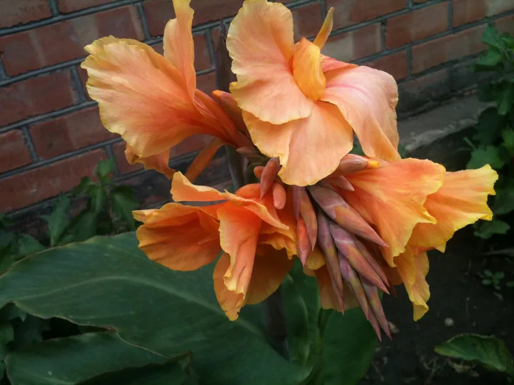 Канна