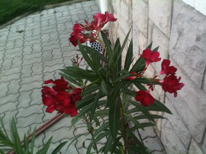 Олеандр