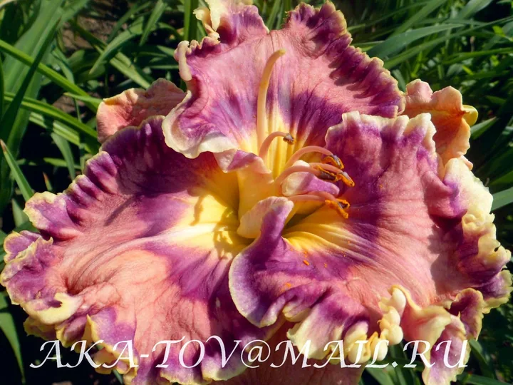 Лилейник AZURE BEATY