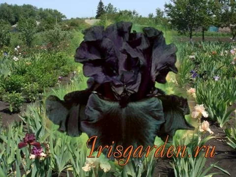 Ирис BLACK IS BLACK