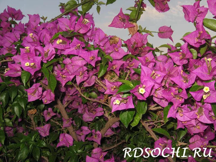 бугенвиллия (11) Glabra