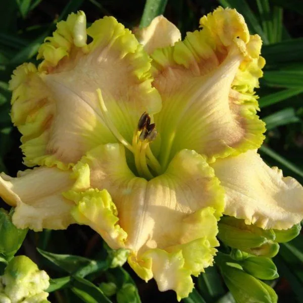 Лилейник CHARTREUSE WONOLEM