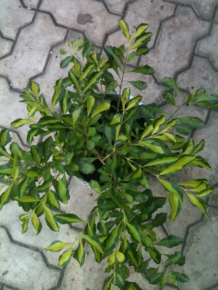 дуранта  Green and Gold