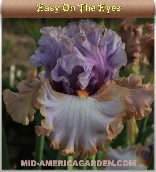 Ирис EASY ON THE EYES