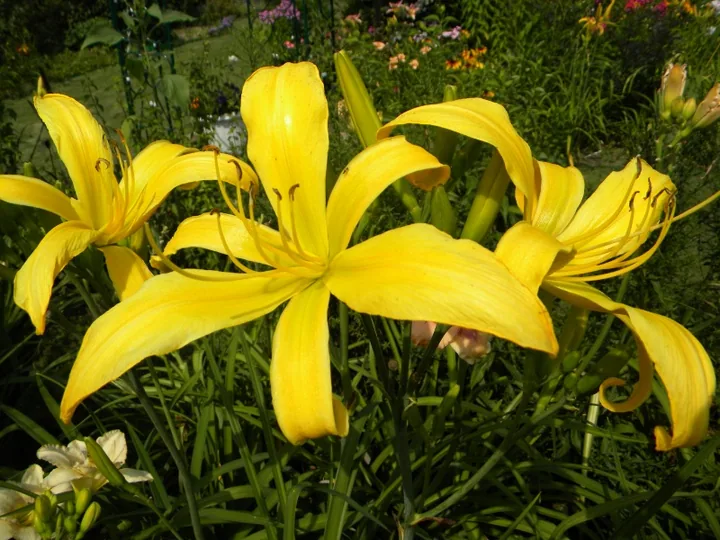 Лилейник GOLD PINWHEEL