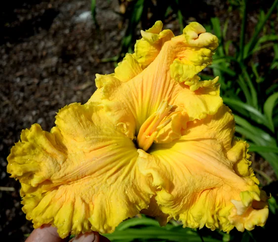 Лилейник GOLDEN SWEET