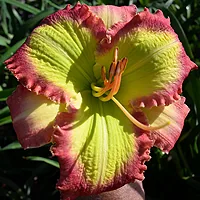 Лилейник GREEN VOCANO