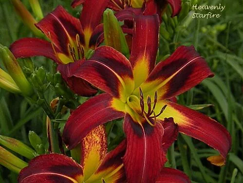 Лилейник Heavenly star fire