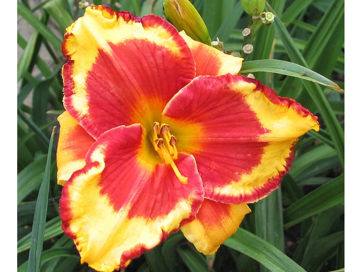 Лилейник LEDGEWOOD`S FIRECRACKER