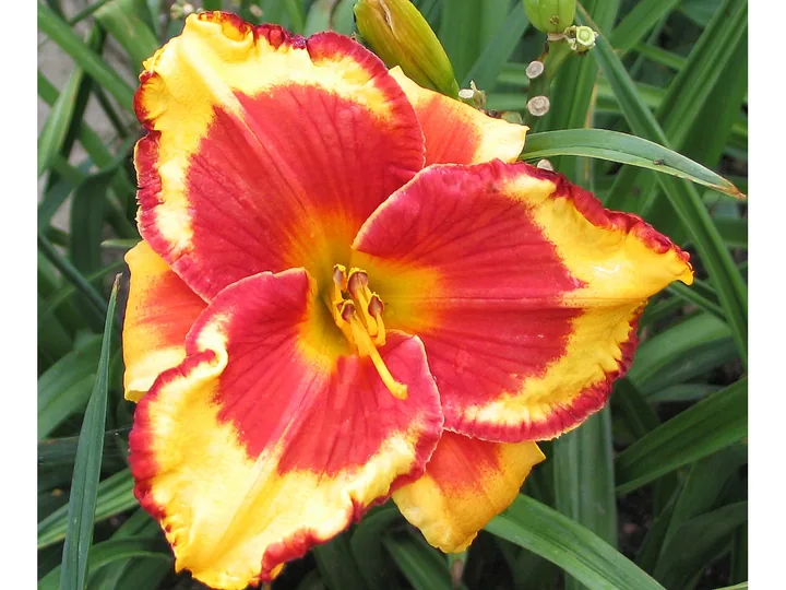 Лилейник LEDGEWOOD`S FIRECRACKER