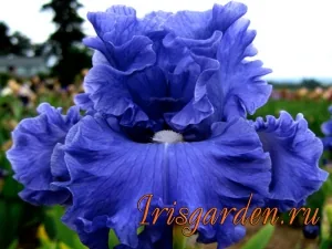 Ирис LYNETTE BLUE