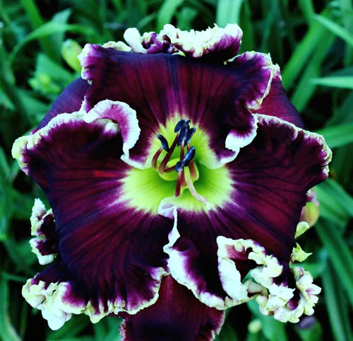 Лилейник MAJESTIC PRIME