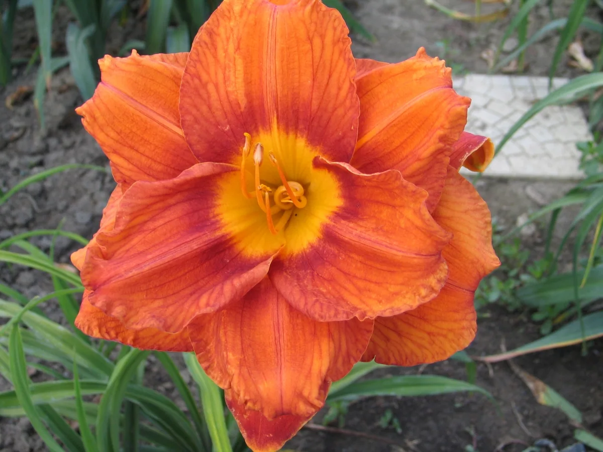 Лилейник Mary Brown