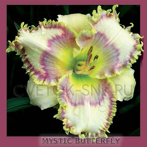 Лилейник MYSTIC BUTTERFLY