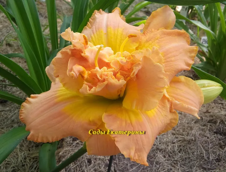 Лилейник NATURES CROWN