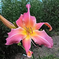 Лилейник PINK TITAN