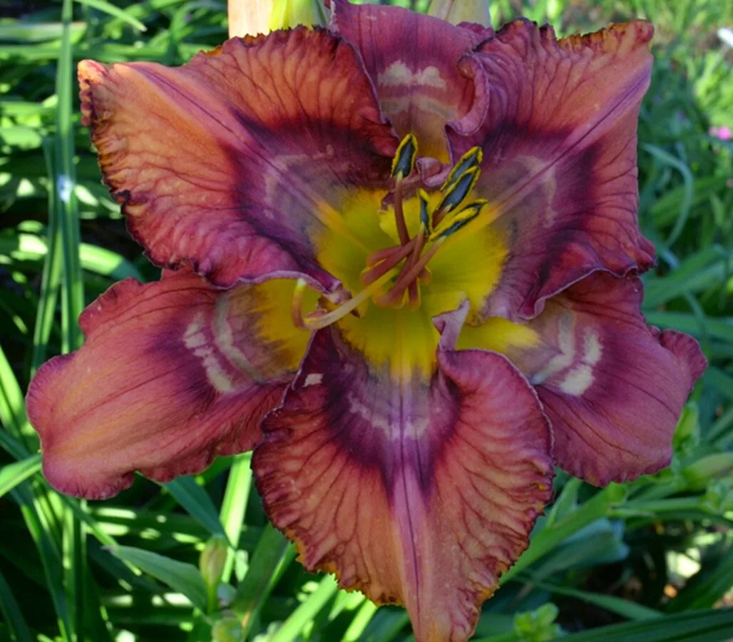 Лилейник PRIME EXAMPILE