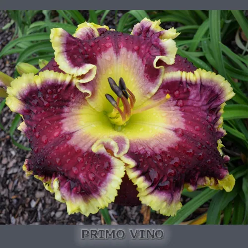 Лилейник PRIMO VINO