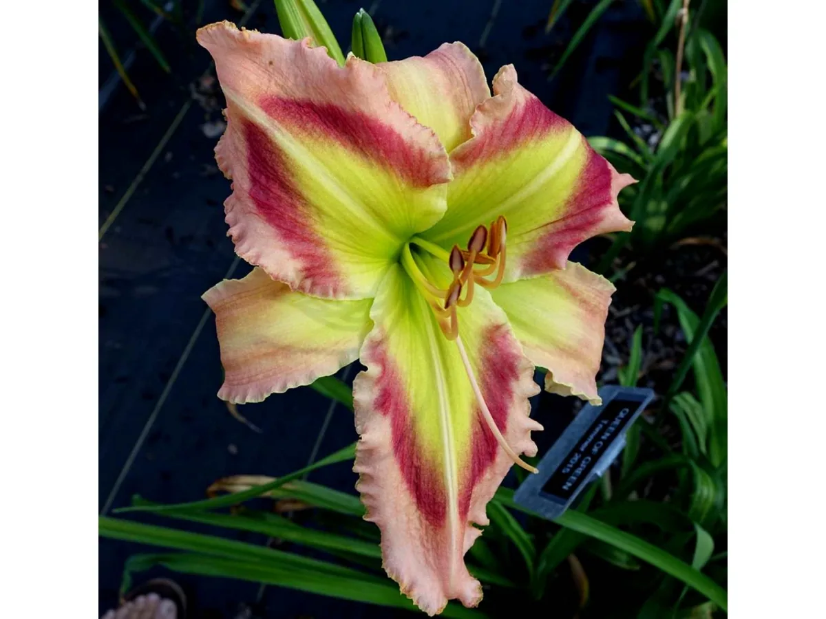 Лилейник QUEEN OF GREEN