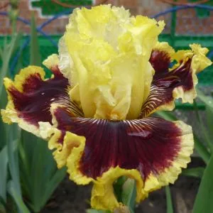 Ирис ROGUE TRADER