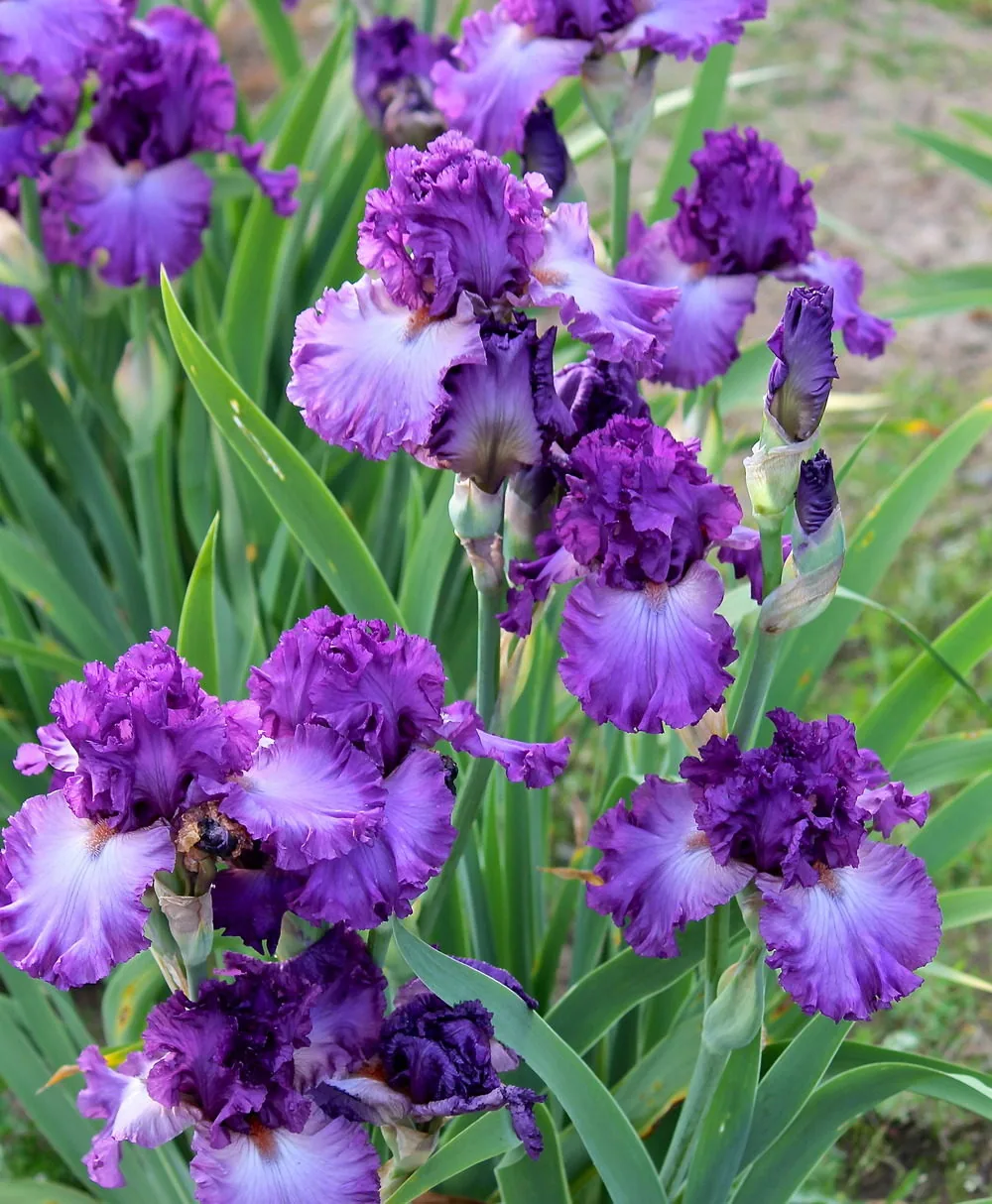 Ирис RUSSIAN VIOLET