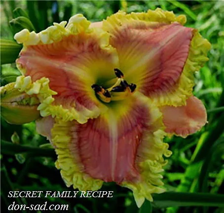 Лилейник SECRET FAMILY RECEPT
