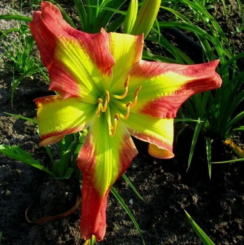 Лилейник SENATOR EDWARD M KENNEDY