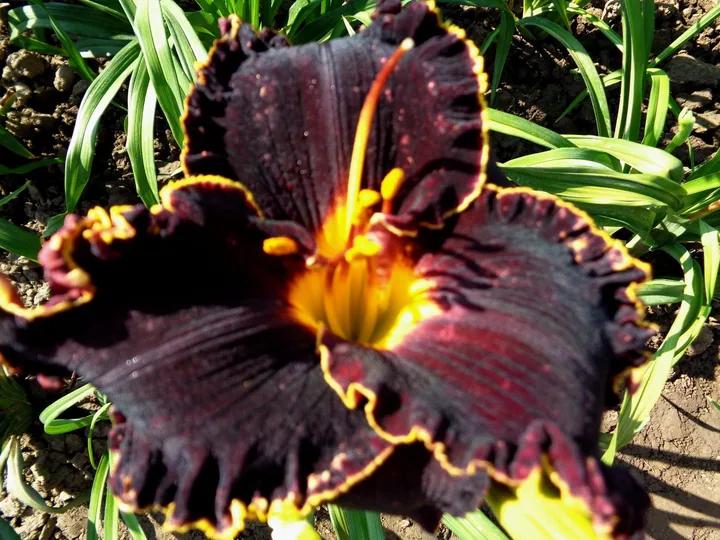 Лилейник SP BLACK SENSATION