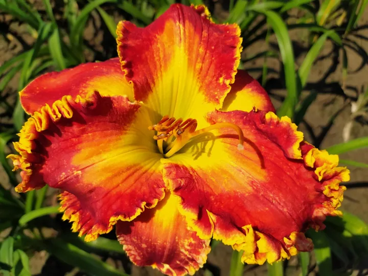 Лилейник SPACECOAST FIRE DRAGON