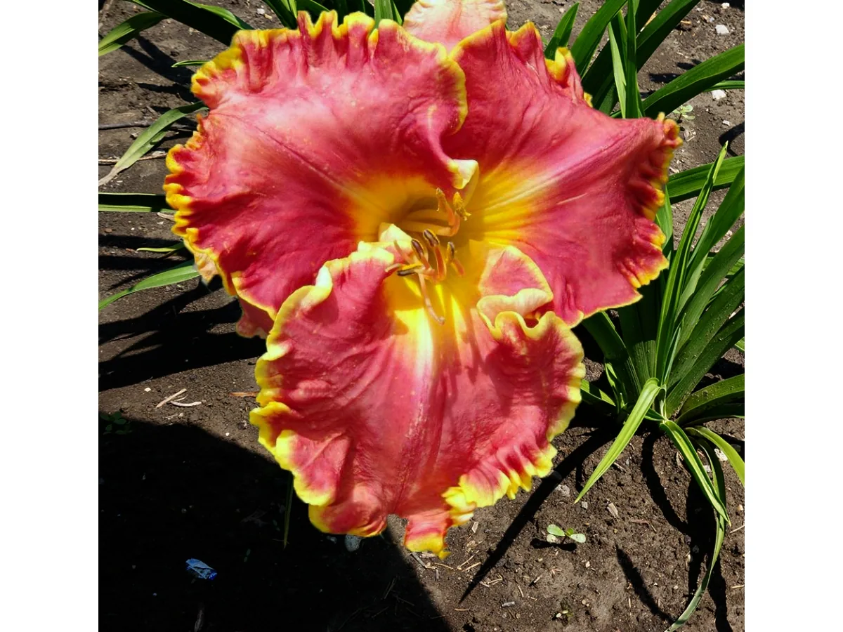 Лилейник SUMMER SALSA