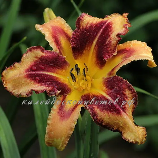 Лилейник TRI-COLORED BITE