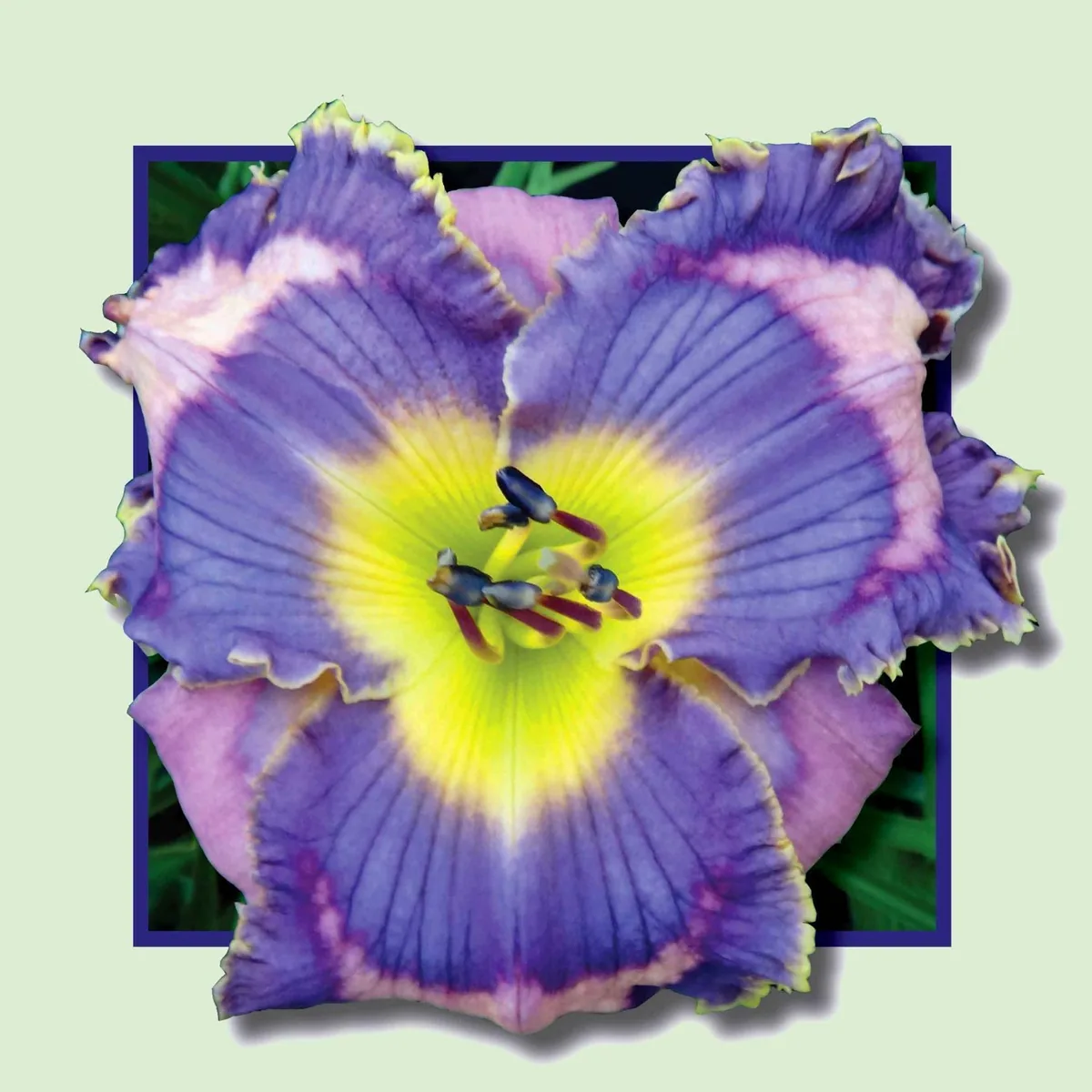 Лилейник VIOLET ARE BLUE